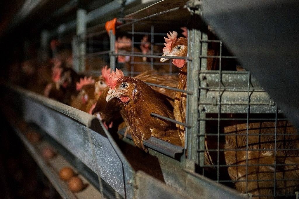 Вакансии в крупной птицефабрике в Минске и Минском районе