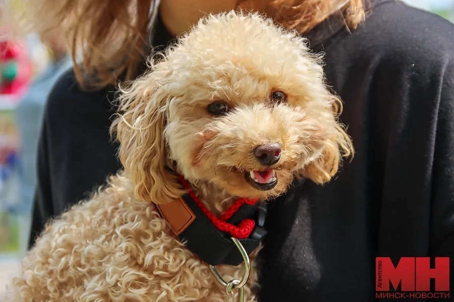 Charitable 'Fluffy Marathon' in Minsk
