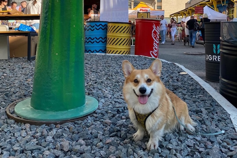 Фестиваль для любителей домашних животных «ZOO fest: Пикник»