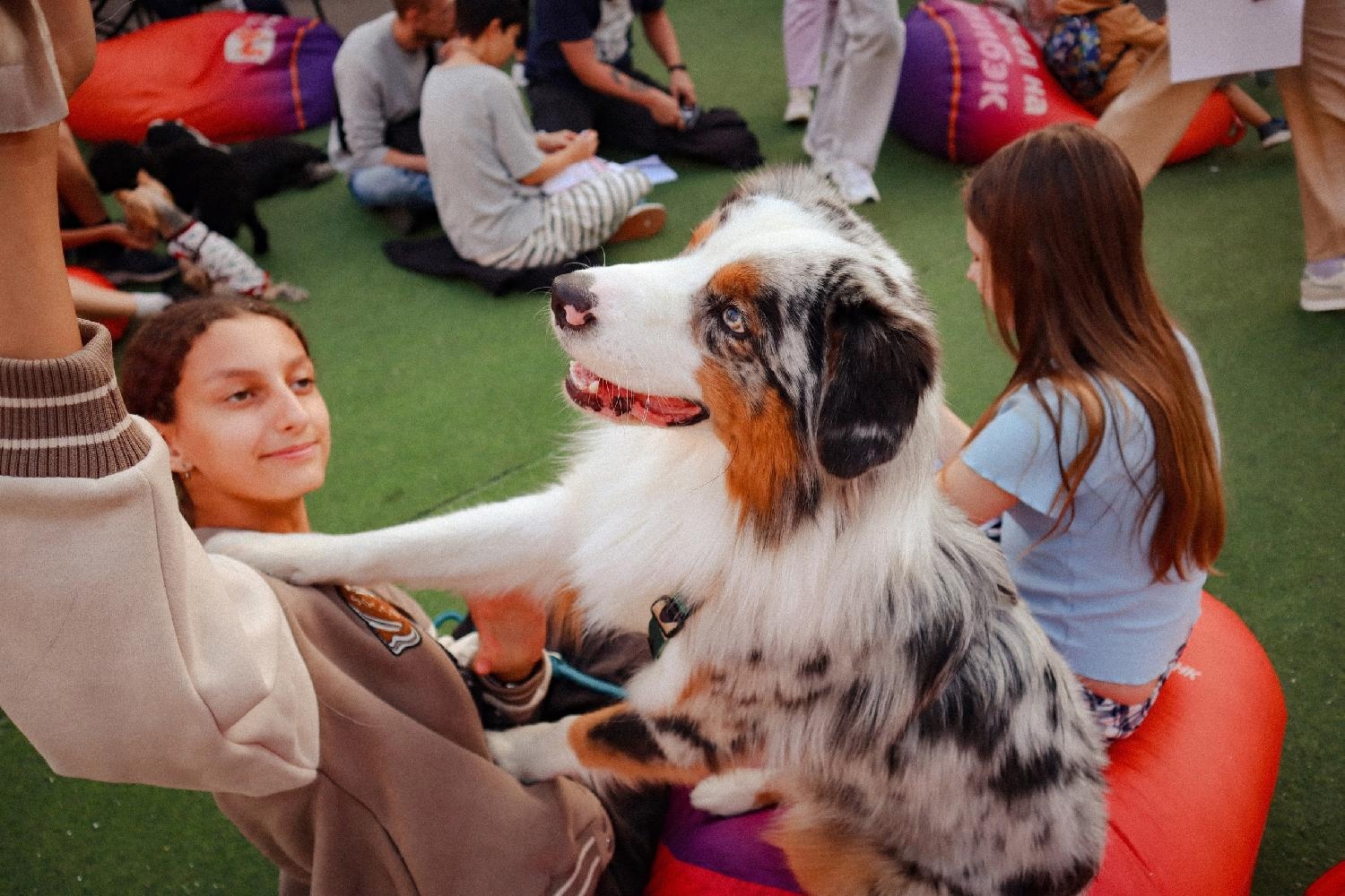 Фестиваль 'ZOO fest: Пикник' для любителей животных