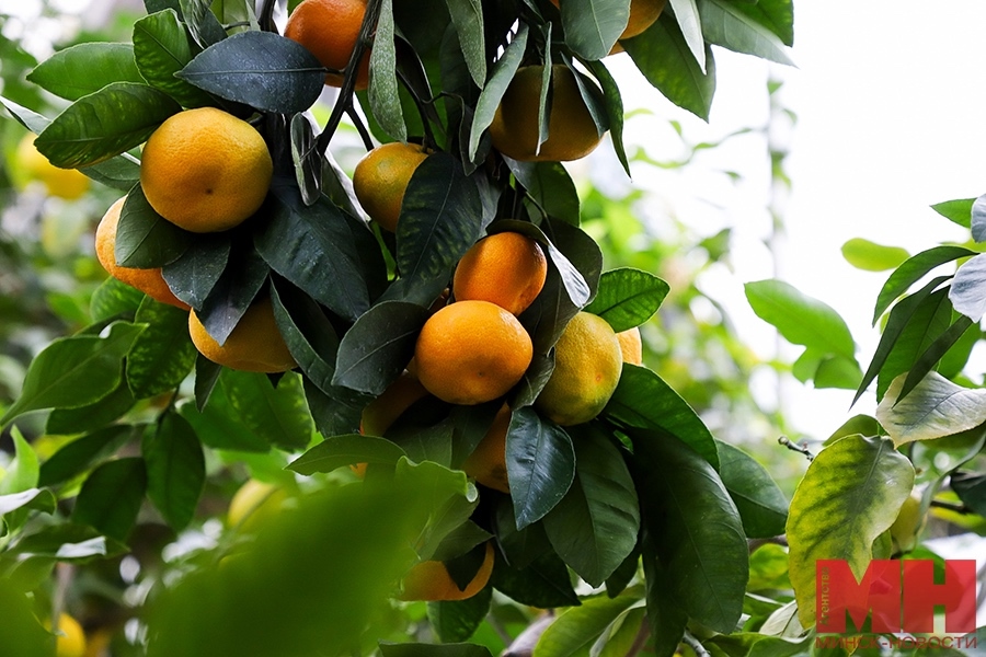 明斯克柠檬温室季节