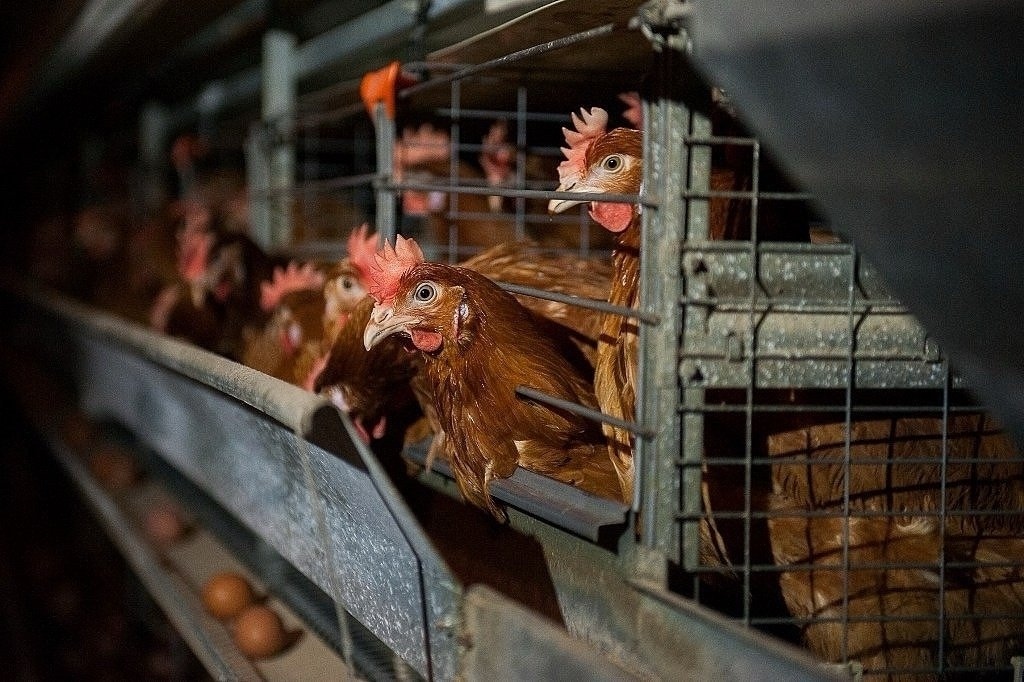 Вакансия в крупной птицефабрике в Минске и Минском районе