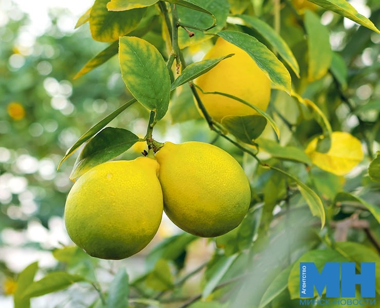 Экскурсии по тропикам ботанического сада для школьников