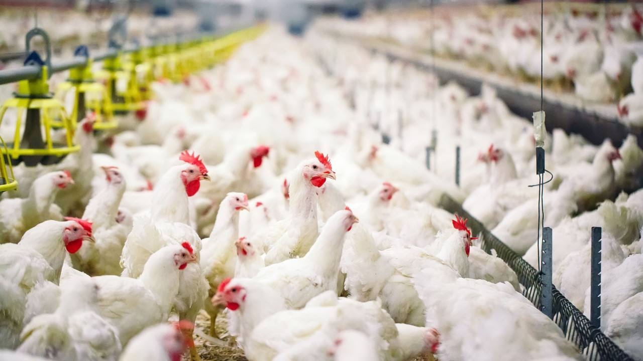 Job vacancies at a large poultry farm in Minsk