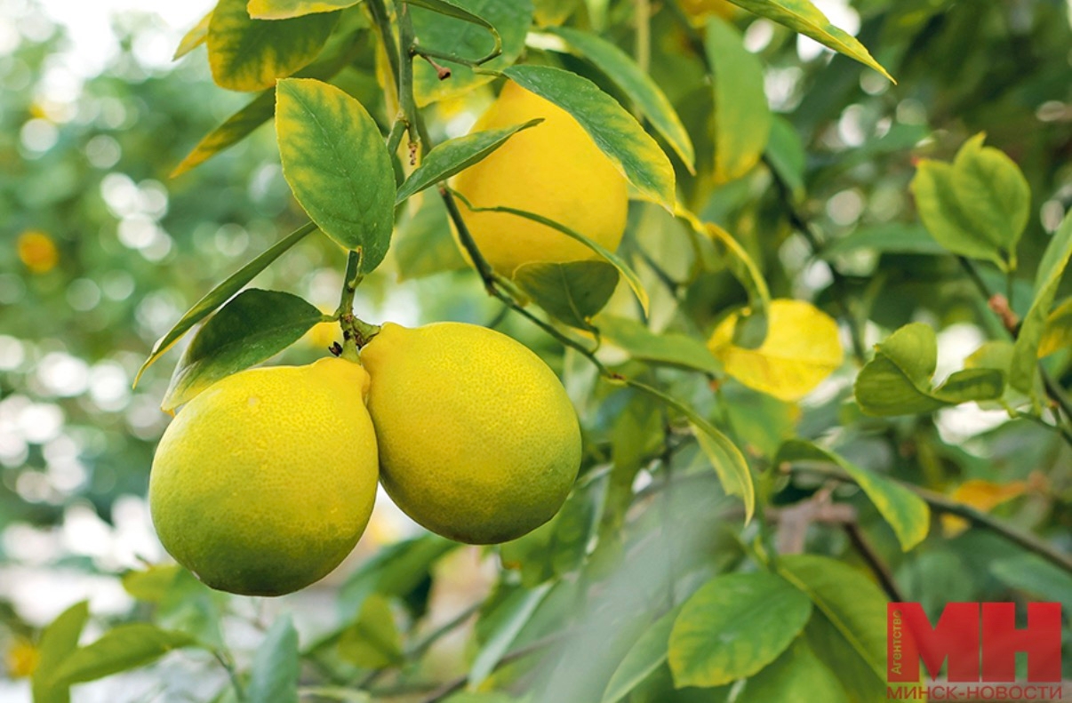 Last Chance to Visit the Greenhouse at the Botanical Garden