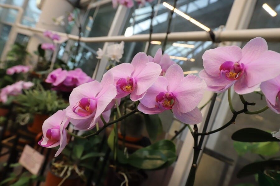 Unusual Plants Exhibition 'Three Elements' in the Botanical Garden