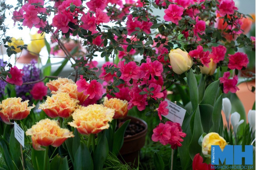 Spring Breath Exhibition: Enjoy the Tempting Spring Flowers