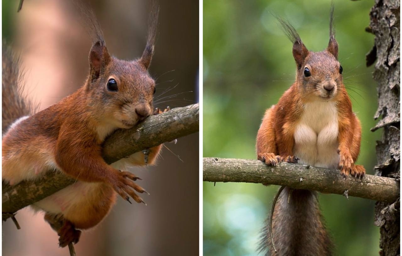 Visitors to Mogilev will see photos of charming squirrels that are not afraid of people.