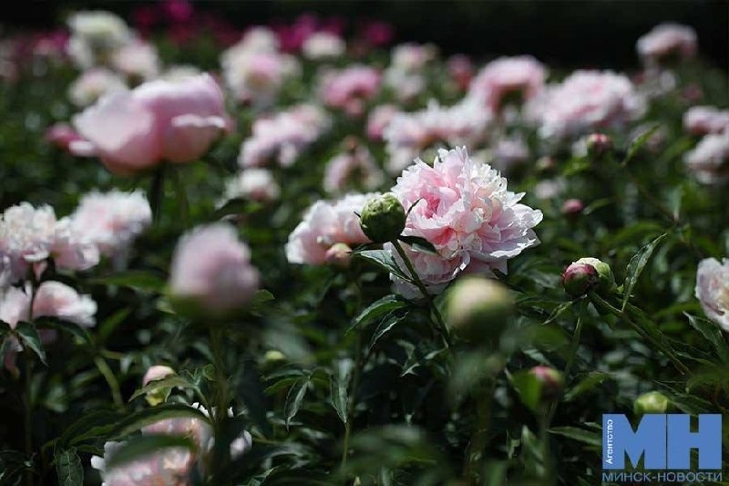 Large Exhibition of Peonies and Irises in the Botanical Garden