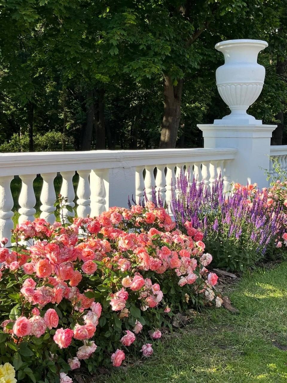 鲜花回归扬卡·库帕拉公园